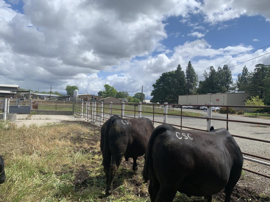Back of Black Angus cows in beef unit. Photo taken by Gabriela Rudolph on April 22.