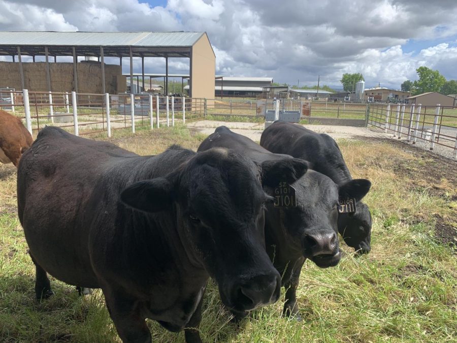 Black Angus cows in beef unit. Photo taken by Gabriela Rudolph on April 22.