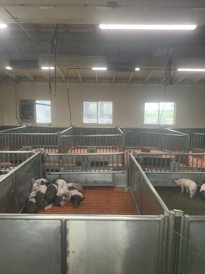 Piglets piled up in nursery. Photo taken by Gabriela Rudolph on April 22.