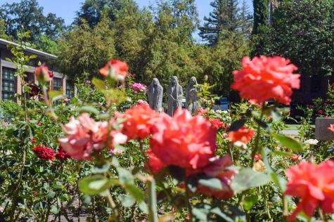 George Peterson Rose Garden on Aug. 25. Photo by Carrington Power. 
