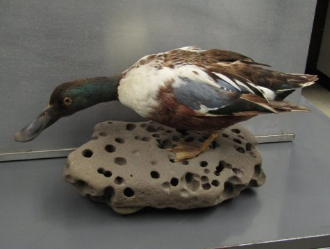 A Northern Shoveler on display at Chico States Vertebrate Museum (Holt 237). This species has the highest rate of naturally occurring avian flu of any local species. Photo taken by Noah Herbst, Aug. 26, 2022.