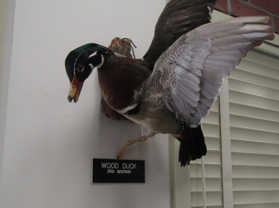 A wood duck on display at Chico State's Vertebrate Museum (Holt 237). Photo taken by Noah Herbst, Aug. 26, 2022.