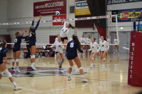 Bree Rodriguez going in for a kill during the Wildcat victory against Cal State Monterey Bay. Photo by Julia Travers, taken Sept. 16.