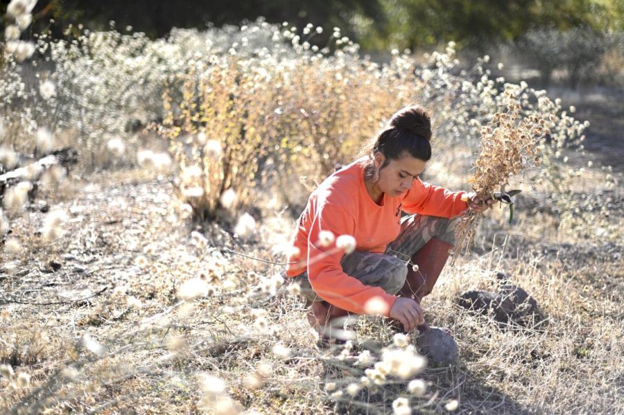 Mechoopda Tribal Member Ali Meders-Knight gathers naked buckwheat and gumplantat the Butte Creek Ecological Reserve. Restoration of and access to native plants representing Traditional Ecological Importance is a key priority for the preserve moving forward.