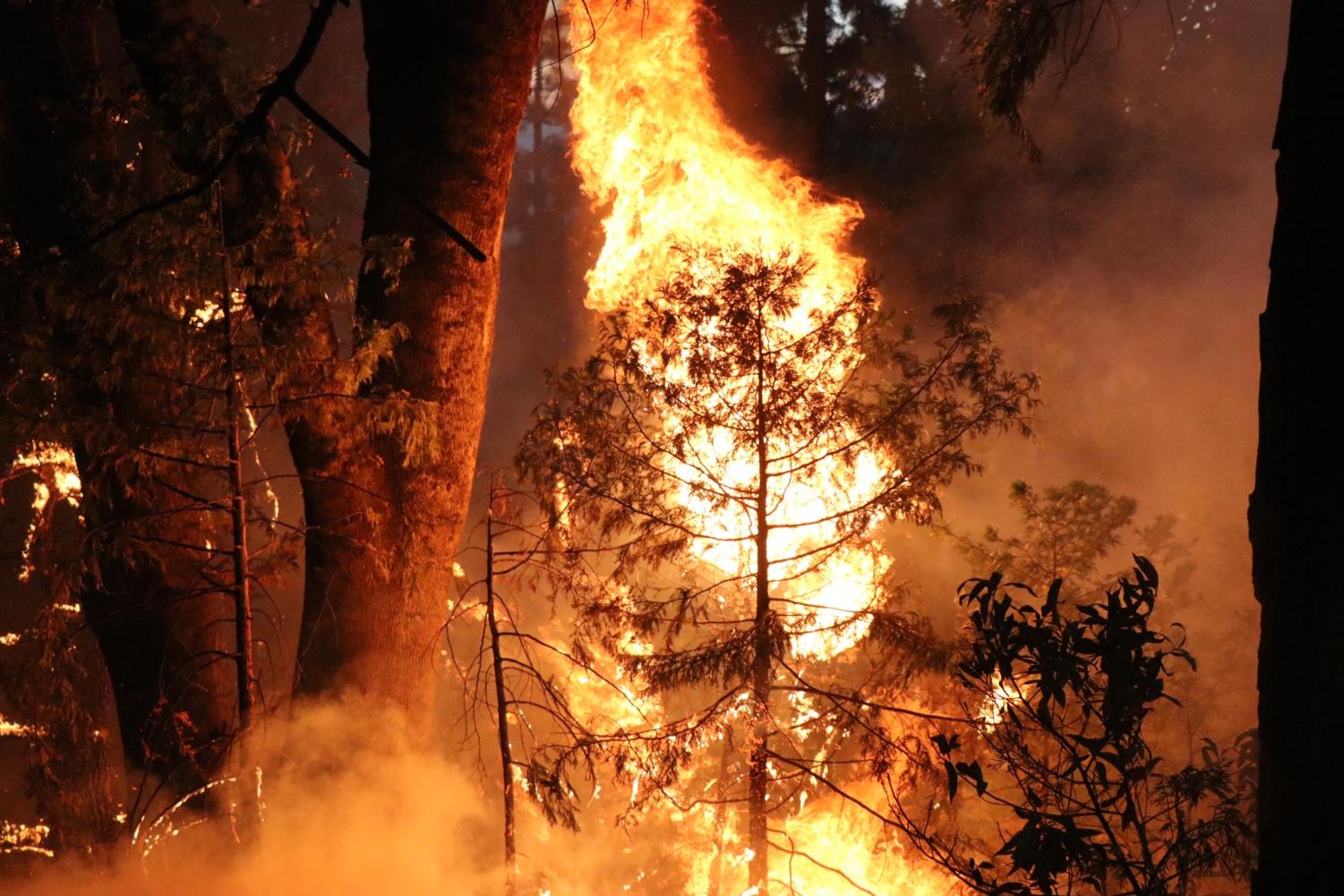 A young pine tree catches fire, 9/7/2022. Photo by Michael Steinberg.