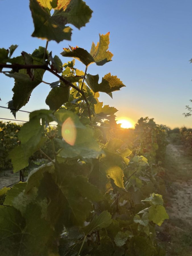 Sunset+behind+grapevines+at+LaRocca+Vineyards