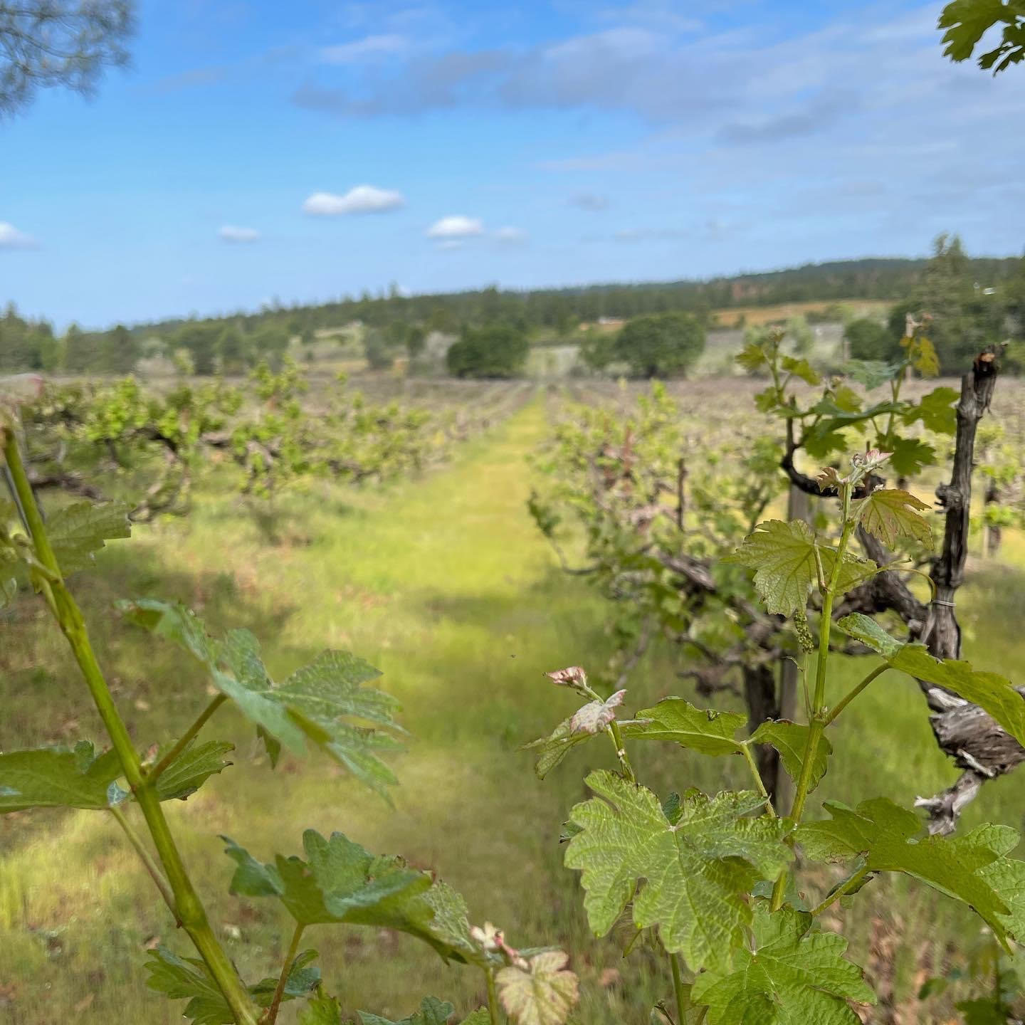 View of LaRocca Vineyards