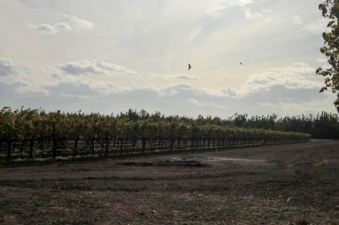 Birds fly over the St. James lot on a cloudy day. Photo taken Nov. 6. 