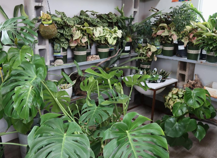 Potted houseplants filling shelves, in the forefront large tropical plant leaves fill the frame. 