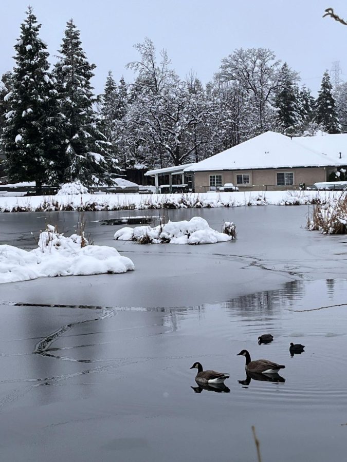 A family of ducks pass by in the partially frozen Mary Lake in Redding, CA. Photo by Timothy Adams, taken Feb. 24.