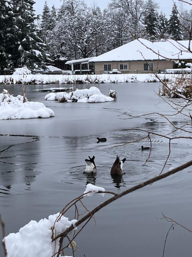 Ducks dive down in Mary Lake. Photo taken Feb. 24, by Timothy Adams