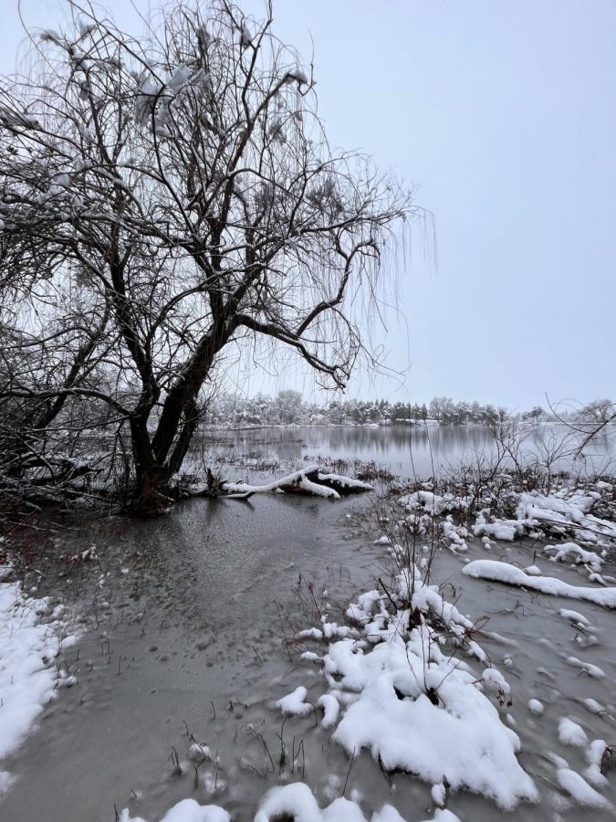 A snowy bank at Mary Lake in Redding, CA. Photo by Timothy Adams, taken Feb. 24.