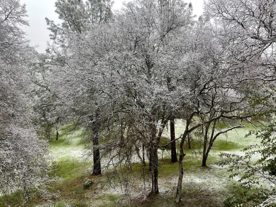 A light snow sticks to trees and the surrounding area in Oroville, CA. Photo by Forrest Hartman, taken Feb. 24.