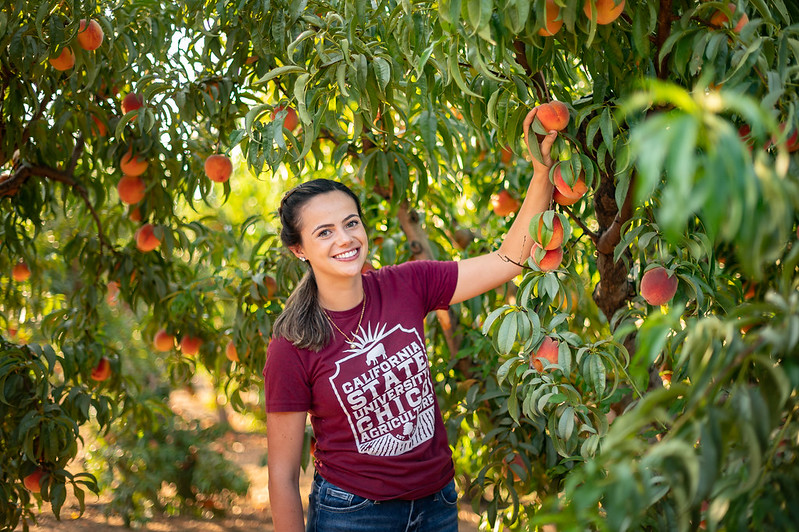 Woman in red shirt and blue jeans grabbing an orange peach in a dense green orchard