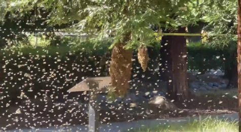 Bee swarm on campus. Photo taken April 10 by Mawil Mateo.