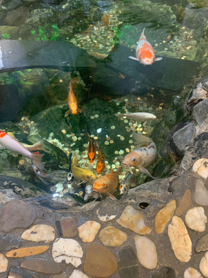 Koi Fish swimming in an indoor pond