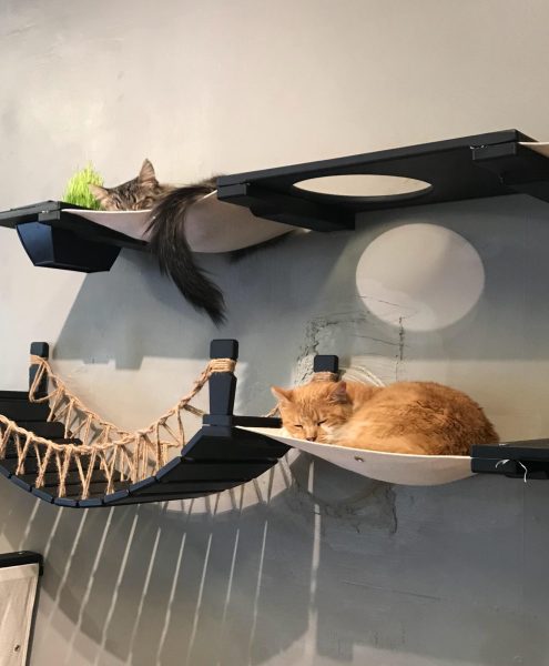 Two cats sleep on a jungle gym mounted on the wall.