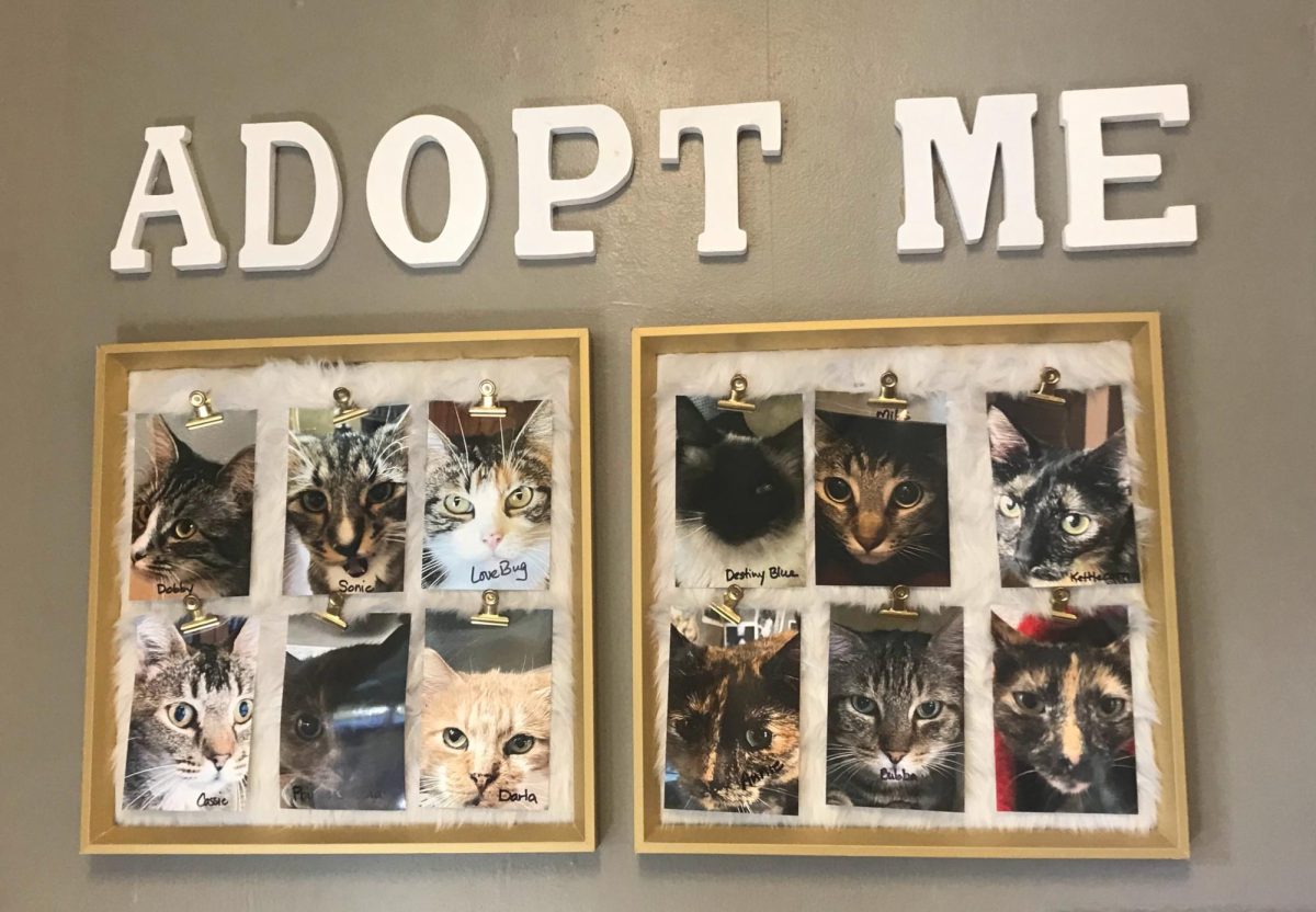 A bulletin board under the words Adopt Me is full of photos of the cats.