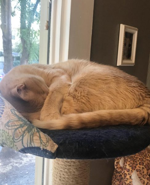 An orange striped cat is fast asleep at the top of a cat tree.