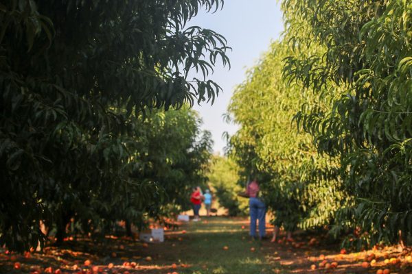 On Aug. 23, a couple of people are picking peaches off the rows of trees at the Chico State University Farm. Photo captured by Alejandro Mejia Mejia.