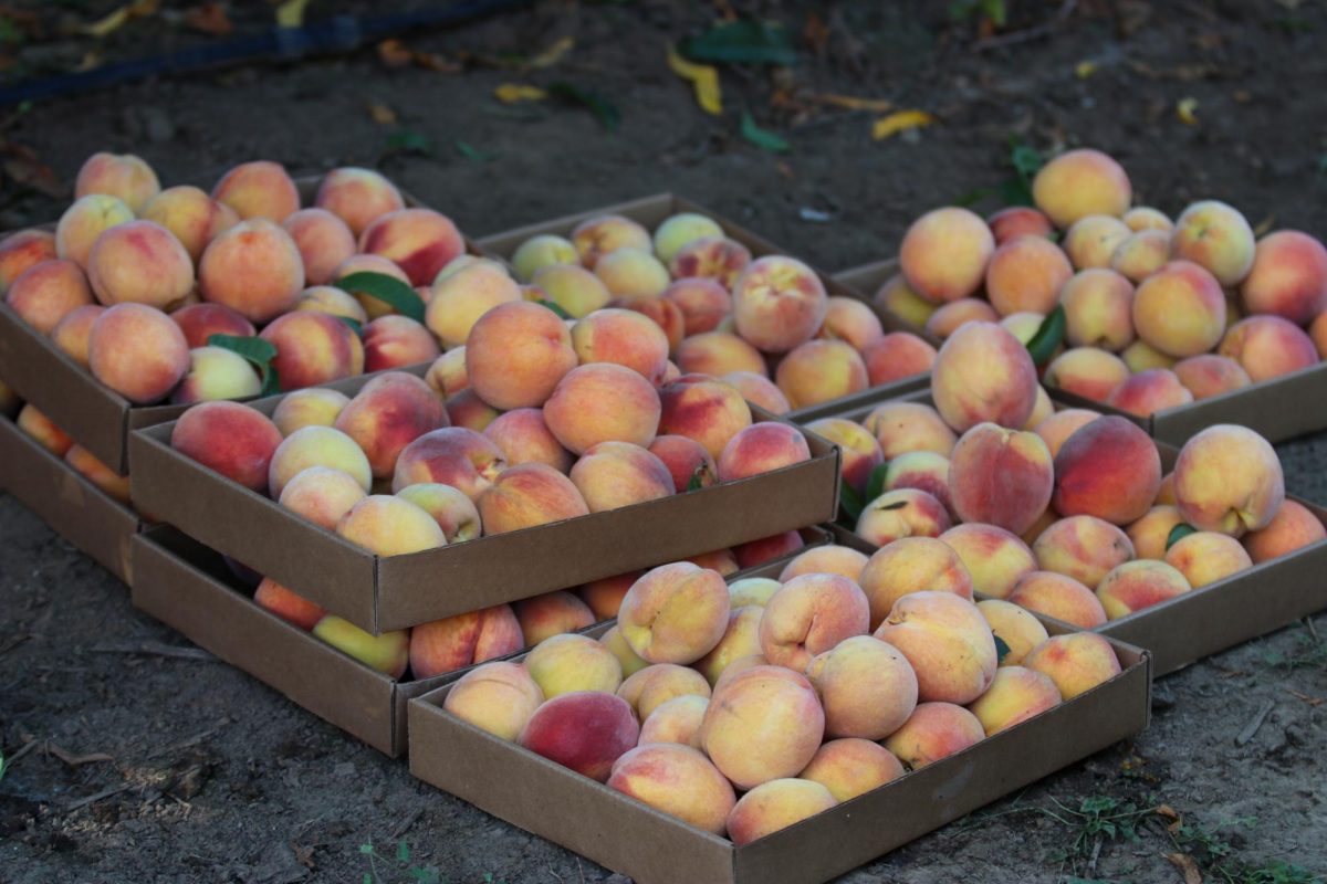 university-farm-peaches-in-box-1