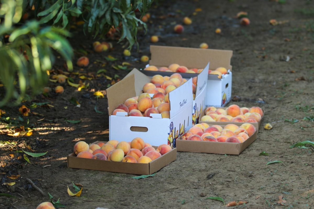 On Aug. 23, 2023 boxes of peaches were picked by a customer. This year, the farm decided to do a $20 all-you-can-pick. Photo captured by Alejandro Mejia Mejia.