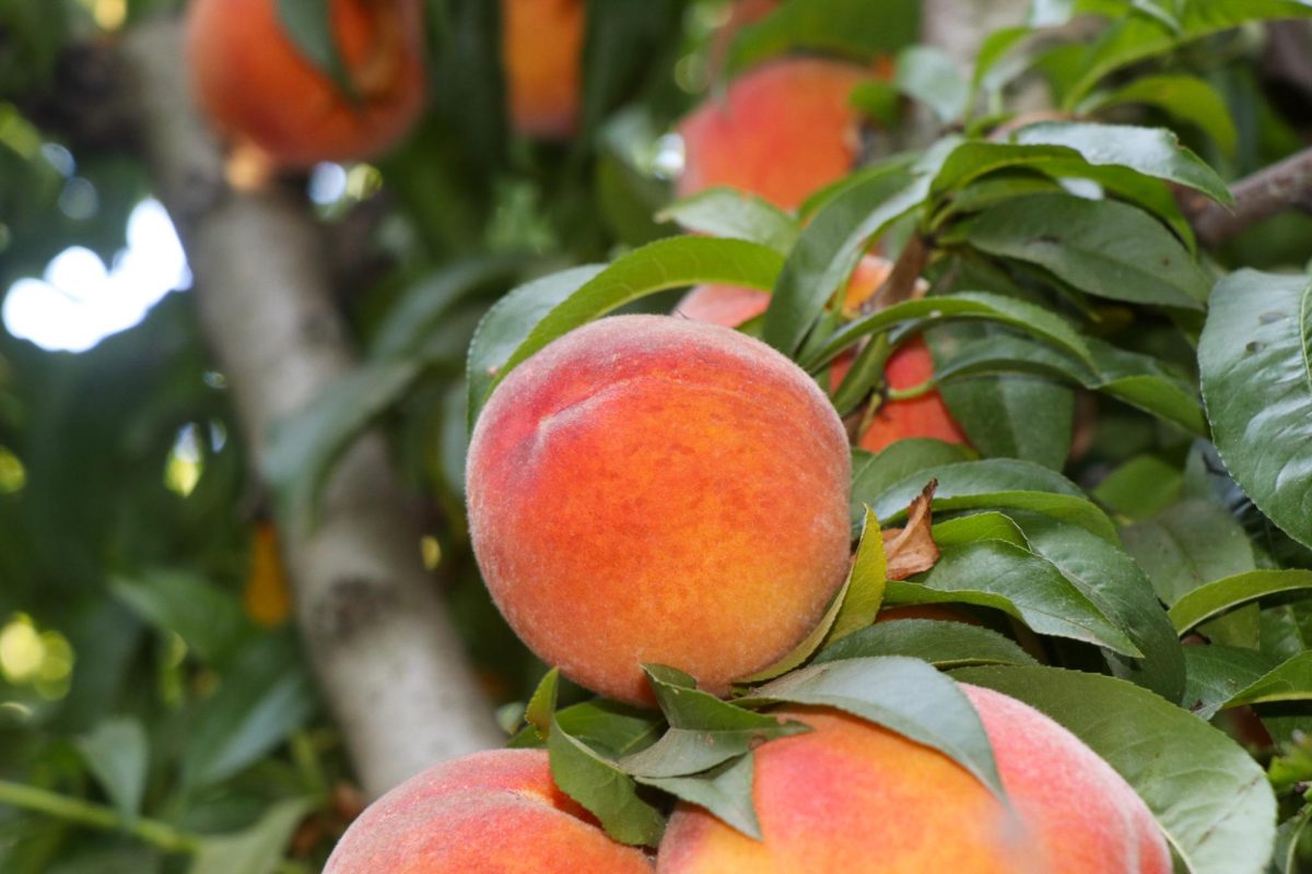 Photo of a peaches hanging from a tree at the University Farm on Aug. 23, 2023. Photo captured by Alejandro Mejia Mejia.