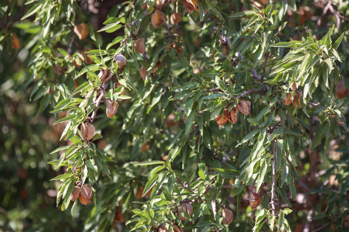 Photo of almonds hanging from the tree. Photo was taken on Aug. 30 at the University Farm