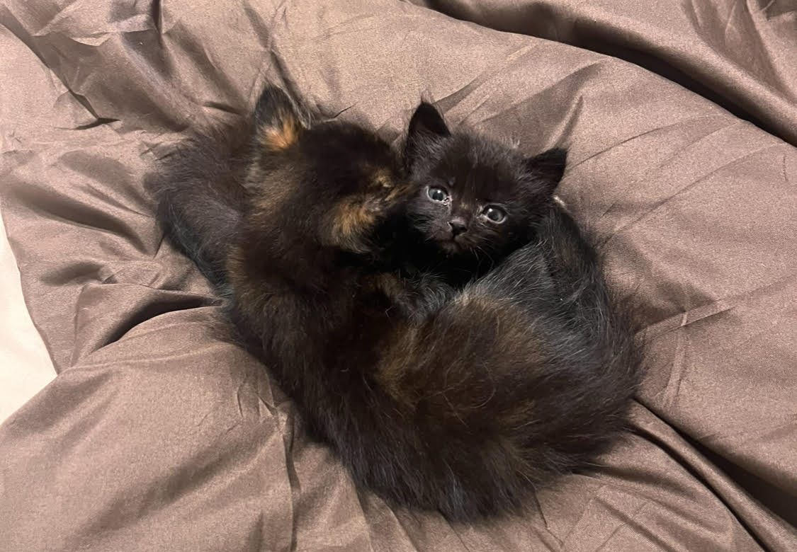 Anthony Vasek and Mars Long’s two adopted kittens cuddling on Sept. 21. Photo courtesy of Anthony Vasek.