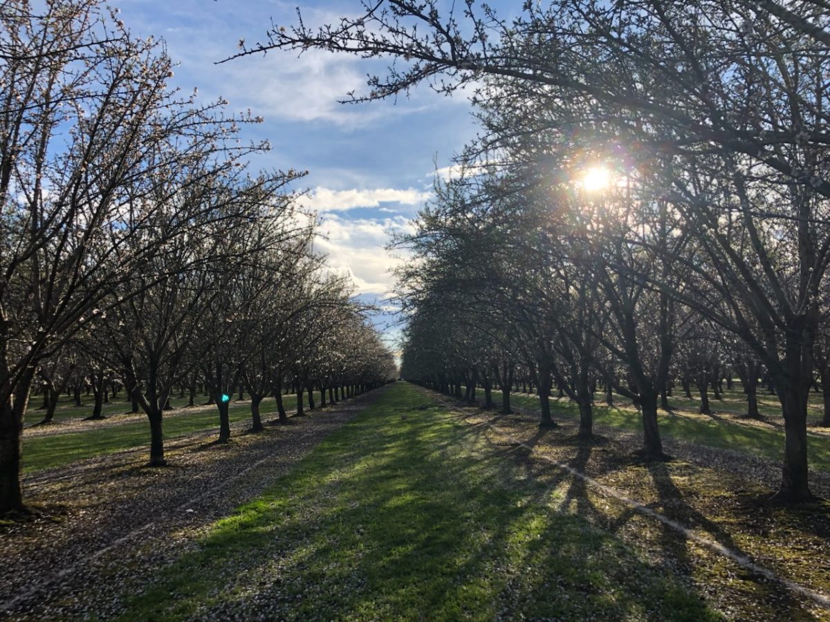 Almonds grown on the University Farm are part of the overall goal of running a regenerative, sustainable agriculture operation. Photo taken by Elena Mendonsa on Mar. 2