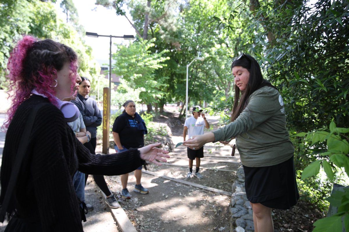Damaris Griego, a California Climate Action Corps fellow, passes around leaves from the California bay laurel tree during a Creekside Roots Walk, at Chico State, on April 24, 2026. The strongly-scented leaves are used to flavor food, Griego said, and are also used in acorn granaries to deter “bad bugs.” Photo by Raquel G. Frohlich.